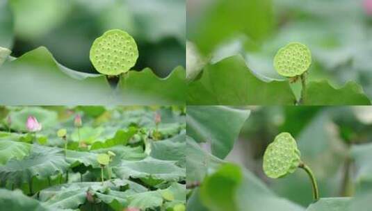 4k新鲜莲子荷花莲蓬采摘莲花种子高清在线视频素材下载