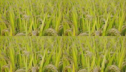 秋天成熟水稻稻粒稻穗高清在线视频素材下载
