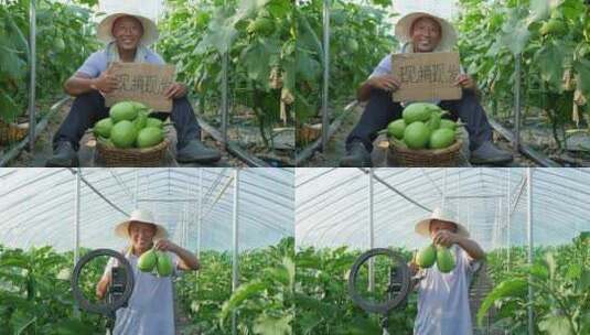 茄子大棚种植高清在线视频素材下载