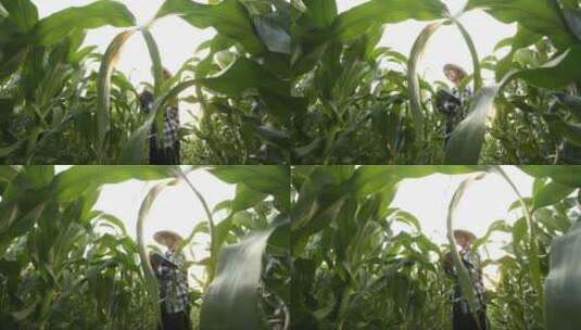亚洲农民在检查玉米成长情况高清在线视频素材下载