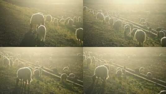 西藏阳光下的绵羊高清在线视频素材下载