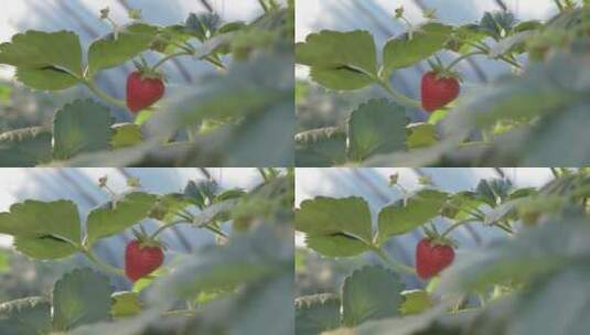 大棚草莓高清在线视频素材下载