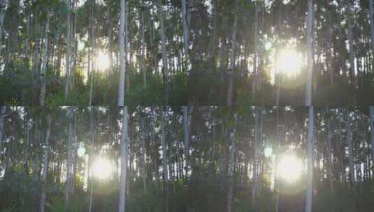 风吹树林光影阳光树叶森林树丛枝干枝叶丛林高清在线视频素材下载