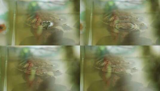 浮出水面的海龟特写高清在线视频素材下载
