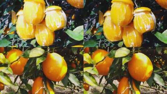 橙子种植基地高清在线视频素材下载