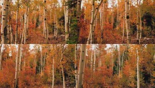 镜头推进秋天金黄色的森林高清在线视频素材下载