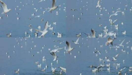 冬天深圳湾公园飞翔的海鸥高清在线视频素材下载