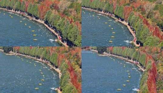 昆明海洪湿地公园海鸥落叶衫航拍高清在线视频素材下载