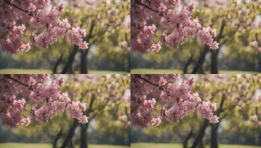 春天桃花特写樱花盛开高清在线视频素材下载