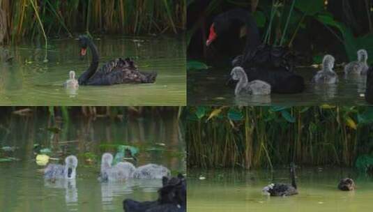 公园 池塘 草丛黑天鹅带宝宝幼崽觅食高清在线视频素材下载