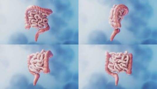 内脏器官肠道3D渲染高清在线视频素材下载