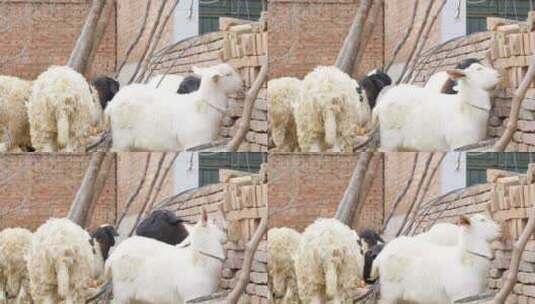 冬天的羊高清在线视频素材下载