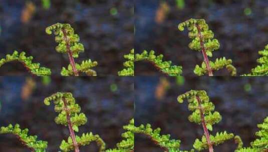 东北春天的野生蕨菜猴腿菜中药材生长延时高清在线视频素材下载