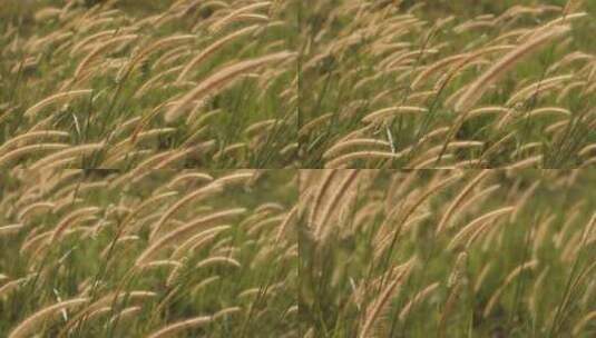 黄色芦苇草美丽风景高清在线视频素材下载
