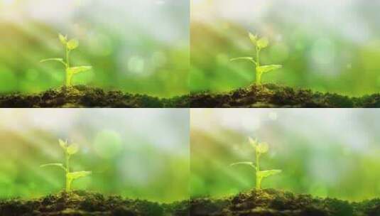 4K植物生长粒子光斑动态视频背景高清在线视频素材下载