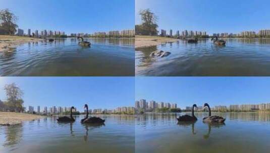 南京仙林湖公园黑天鹅形成爱心状高清在线视频素材下载