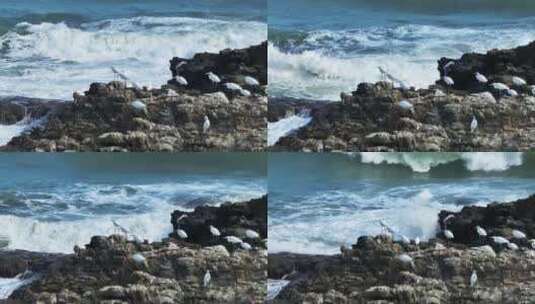 白鹤礁石海浪高清在线视频素材下载