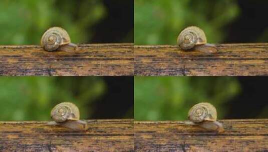 阴雨天爬行的蜗牛微距拍摄微生物自然高清在线视频素材下载
