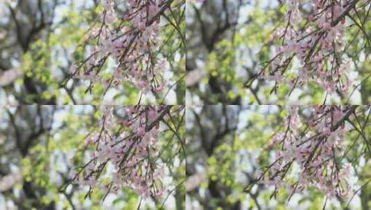 春天阳光下美丽的垂枝樱高清在线视频素材下载