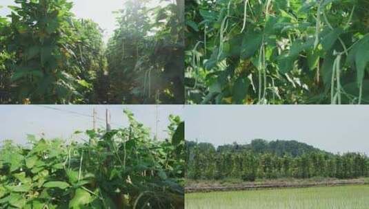 菜园 豇豆 豆角 菜农高清在线视频素材下载