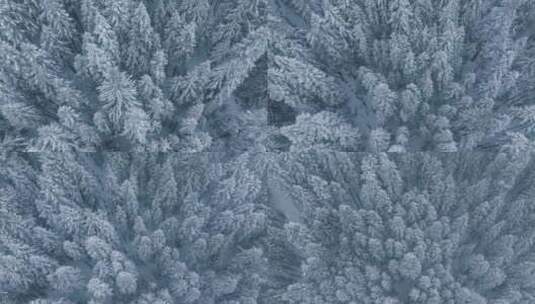 电影冬季空中白树覆盖着新鲜的雪冬季仙境高清在线视频素材下载