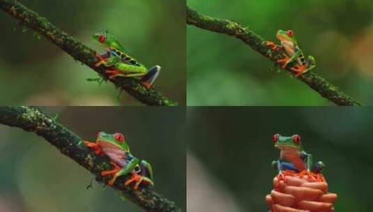 红眼树蛙雨蛙树上的青蛙高清在线视频素材下载