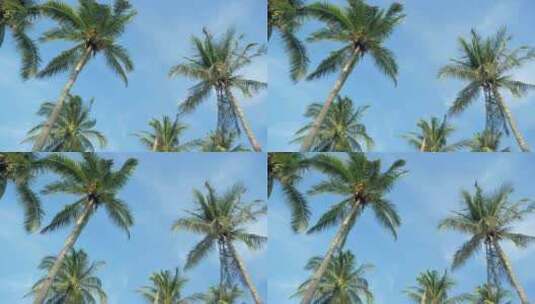 海岛上的棕榈树高清在线视频素材下载