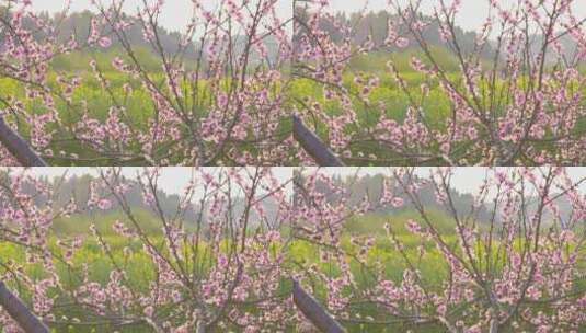 湖南衡山县萱州古镇春天的桃花油菜花盛开高清在线视频素材下载