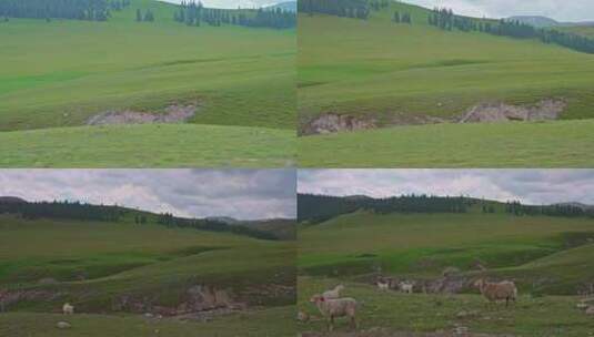 新疆博乐天山大峡谷牧场小羊羔高清在线视频素材下载