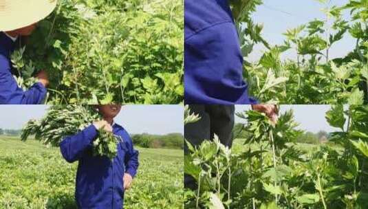 艾草 艾草采摘 割艾草高清在线视频素材下载