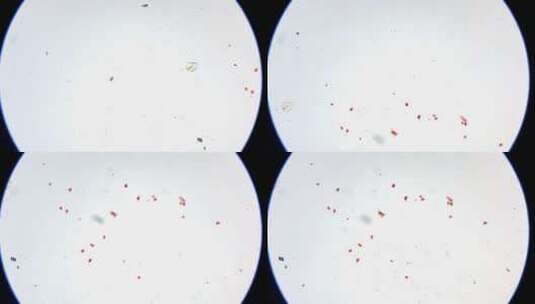 蛔虫卵装片显微镜观察高清在线视频素材下载