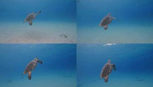 海龟，海洋，海洋生物，水下高清在线视频素材下载