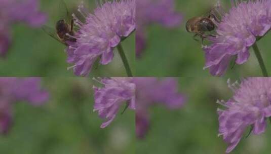 悬停苍蝇，花苍蝇，Syrphid苍蝇，昆高清在线视频素材下载