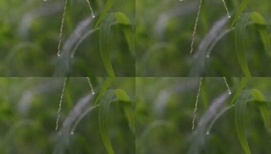 雨滴，叶子，下雨天雨景高清在线视频素材下载