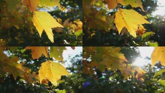 秋天落叶高清在线视频素材下载