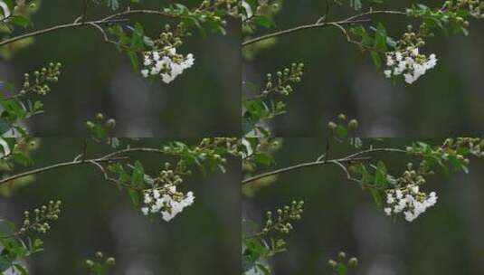 秋天雨后的紫薇花高清在线视频素材下载