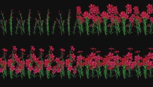 矮牵牛植物花卉3D渲染高清在线视频素材下载