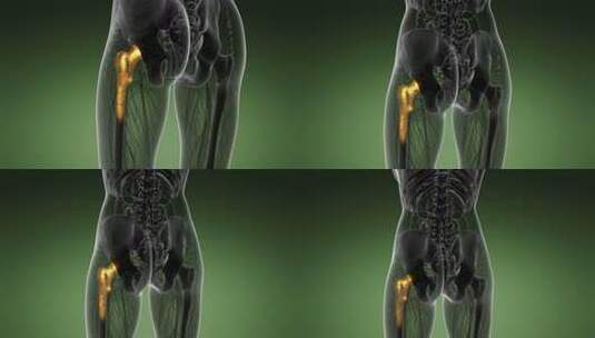 髋骨解剖学高清在线视频素材下载