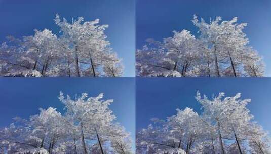 雪原松林雾凇风景高清在线视频素材下载