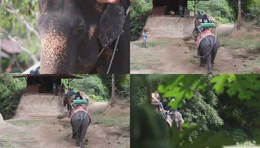 骑大象 大象 旅游 泰国 东南亚高清在线视频素材下载