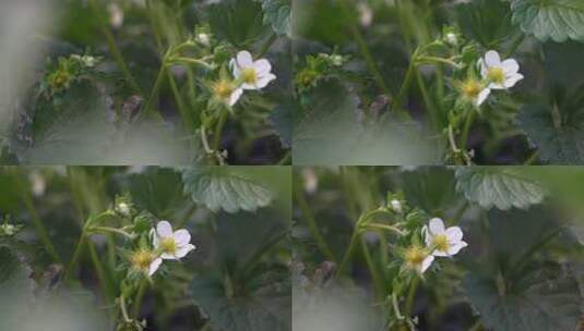 草莓园 农田 农业作物 水果 绿色植物 温室高清在线视频素材下载