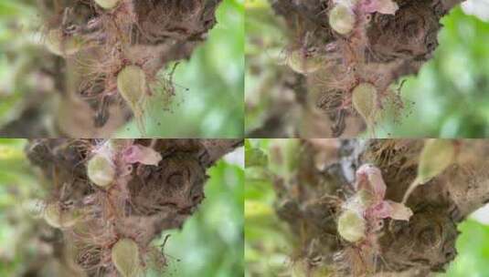 植物桃树树叶结果花昆虫叶子高清在线视频素材下载