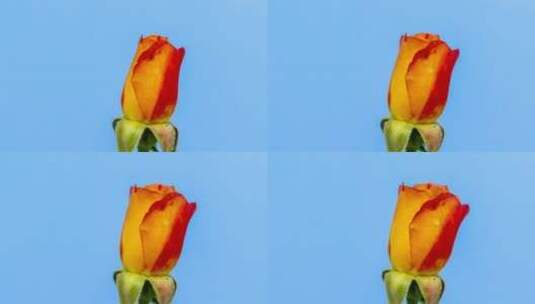 黄色玫瑰花绽放延时摄影高清在线视频素材下载