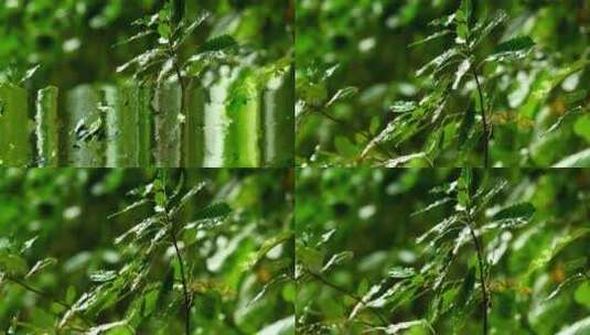 雨下的绿色树枝高清在线视频素材下载