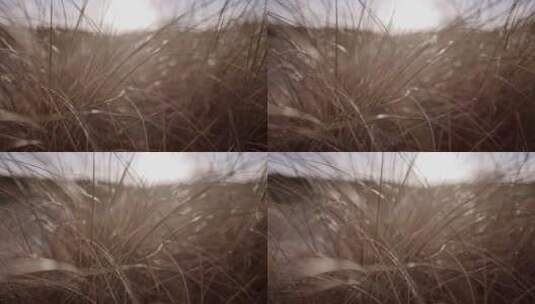 微风浮动的草丛高清在线视频素材下载