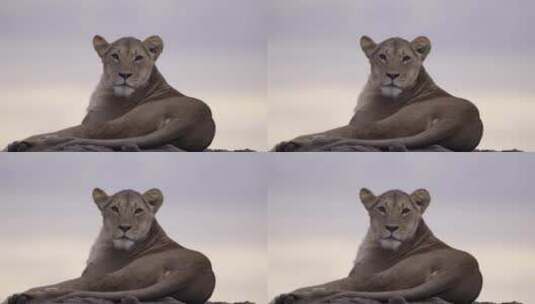 在岩石上休息 的母狮子高清在线视频素材下载