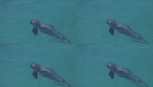 在海里游泳的海豚高清在线视频素材下载