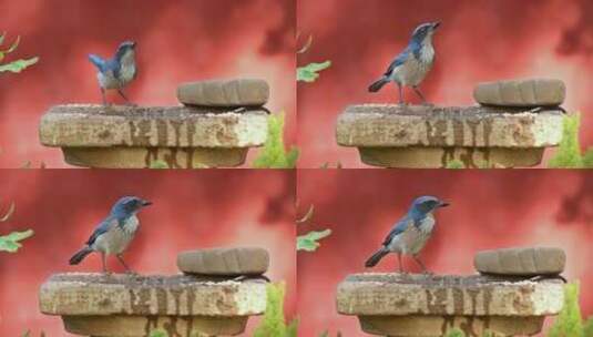 站在石头上喝水的鸟高清在线视频素材下载