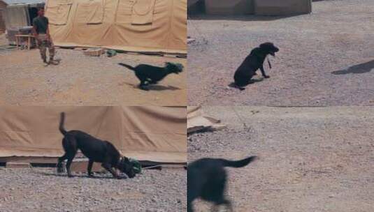 阿富汗士兵和军犬玩耍的镜头高清在线视频素材下载