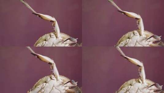 鲜活海蟹螃蟹高清在线视频素材下载